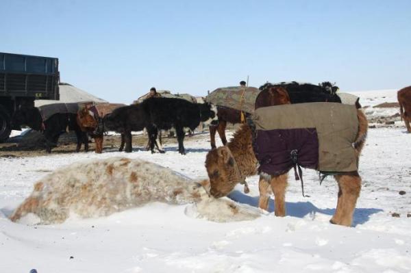 Малын хорогдол 6.1 орчим хувьтай байна