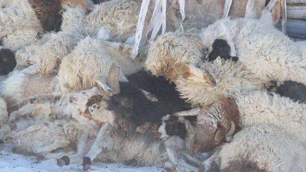 Малын хорогдол 4.7 саяд хүрчээ