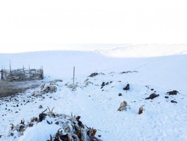 Малын хорогдол улам нэмэгдэх төлөвтэй байна