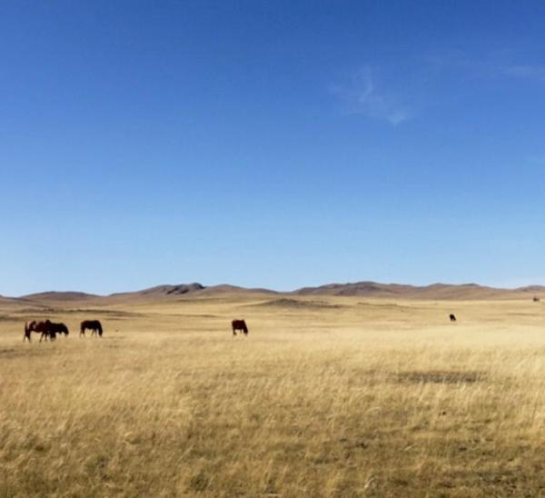 Аргал оруулж ирэхээр гарсан 15 настай хүү сураггүй болжээ