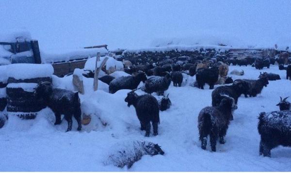 Зургаан аймгийн 17 суманд цагаан зудтай байна