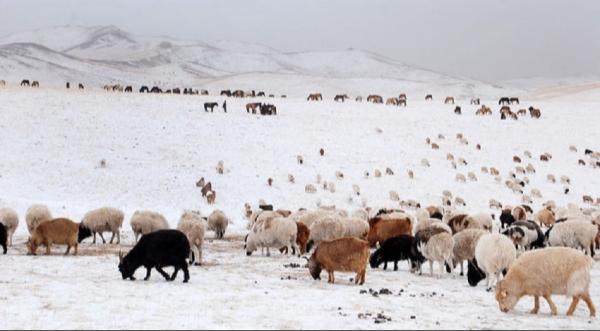 Нийт нутгийн 30 орчим хувьд цастай байна
