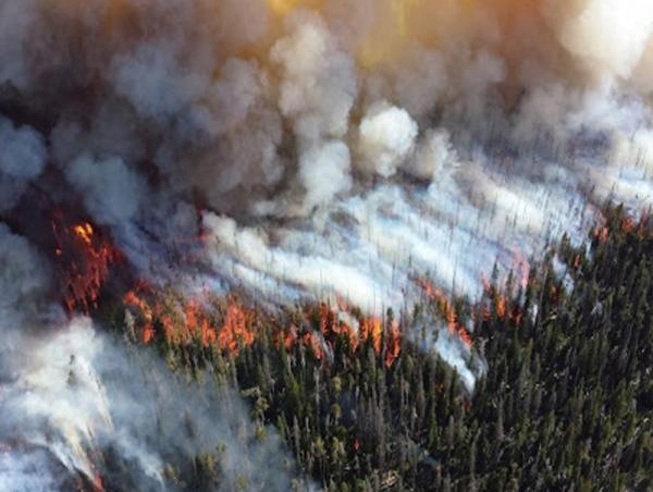 15 га хусан ой шатжээ