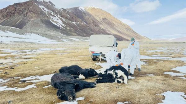 Хамжихгүй бол амжихгүй аян үргэлжилж байна