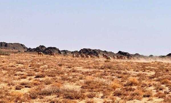 Зэрлэг амьтдын хорогдол, нэмэгдлийн судалгаа хийв