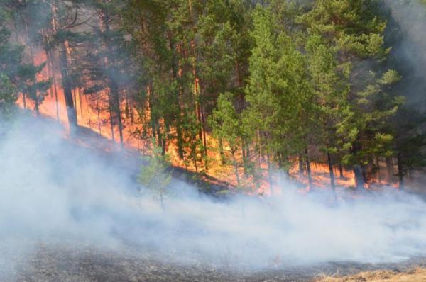Ой, хээрийн түймрийн дуудлага 20.5 хувиар өссөн байна