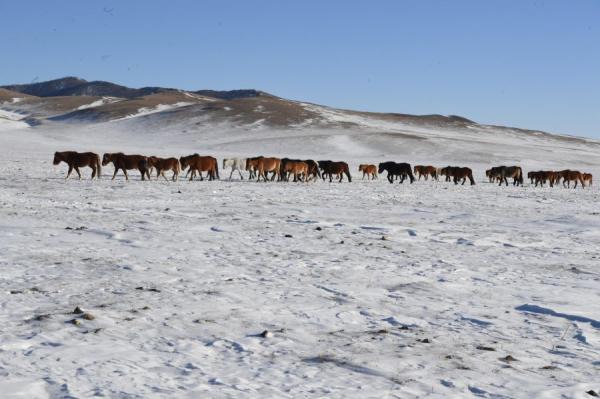 Увсын , Хөвсгөл, Дундговь, Архангайн зарим сумдад 8-10 см цастай байна