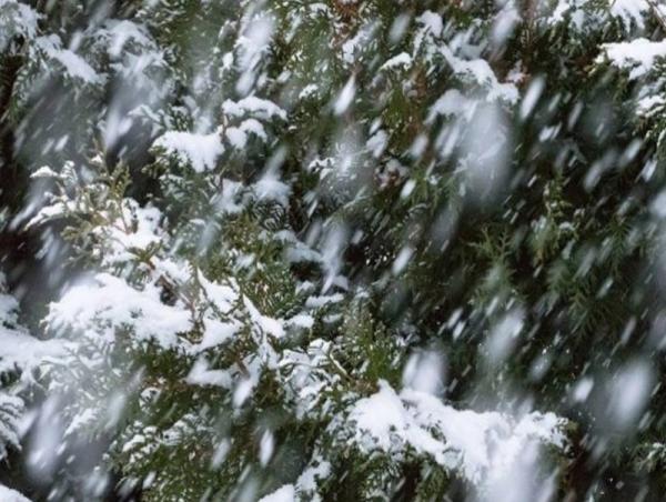 Нойтон цас орно