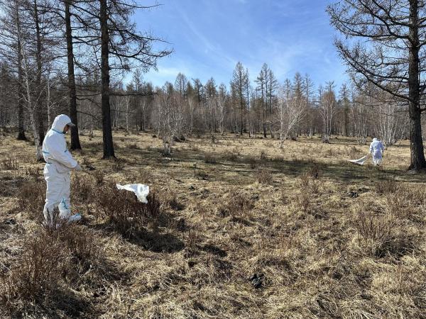 Ойн улаан хачгийн тархалтын шинэ цэг илрүүллээ