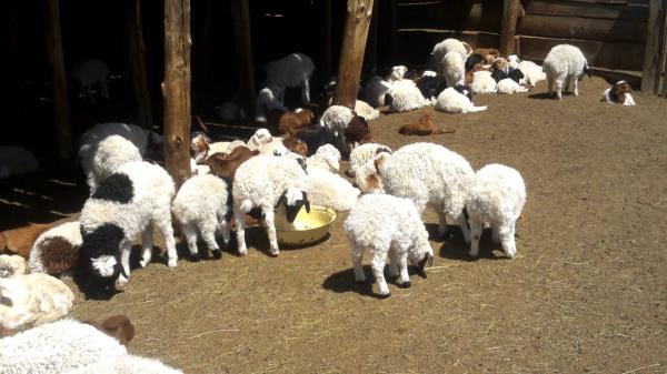 Улсын хэмжээнд 12.9 сая төл хүлээн авч, 11.9 сая төл бойжиж байна