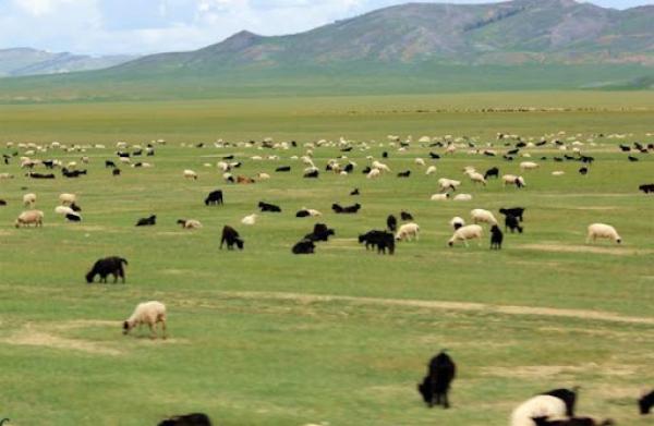 Увс, Завхан, Баянхонгорын зарим, Өвөрхангай, Өмнөговийн цөөн сумын нутгаар бэлчээрийн ургамлын гаралт хэвийн байна