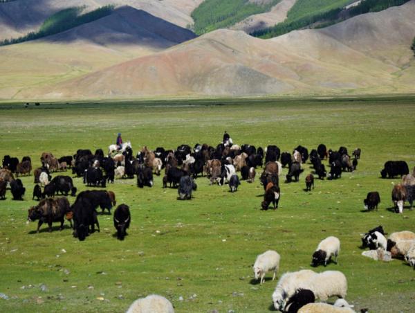 Бэлчээрийн ургамлын ургалт нийт нутгийн 50 орчим хувьд хэвийн байна