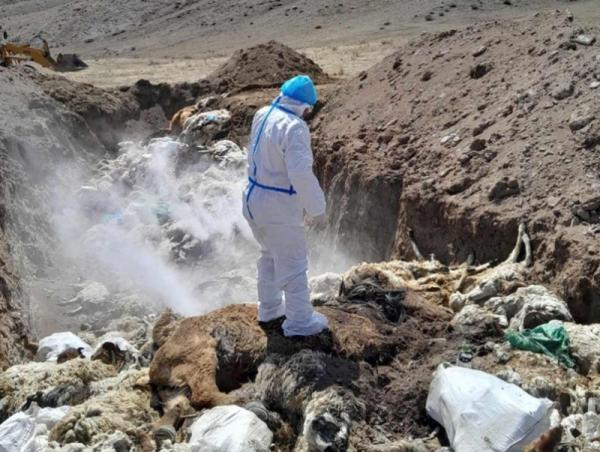 Малын сэг зэм устгалыг 94.18 хувьтай гүйцэтгэжээ