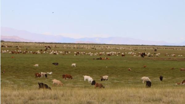 Гангийн эрсдэлийн зургаар нийт нутгийн 20 орчим хувьд эрсдэлтэй гарлаа