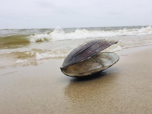 Буйр нуураас хясаа түүж бэлтгэхийг хориглолоо