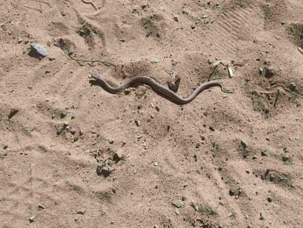 Дөлгөөн нуур орчимд могой байжээ