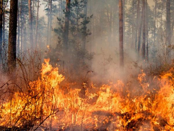 Хөвсгөл, Сэлэнгэ аймагт ойн түймэртэй байна