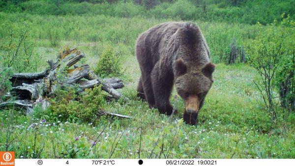 Хүрэн баавгайг зөвшөөрөлгүй агнах хориотой!