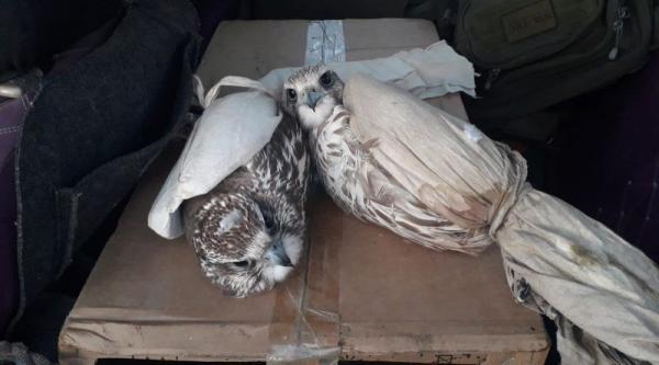 ЦЕГ: Шонхор шувуу барьсан зөрчил илрээгүй, тагтаа, ногтруу шувууг барьсан зөрчилд шалгалтын ажиллагаа явуулж байна