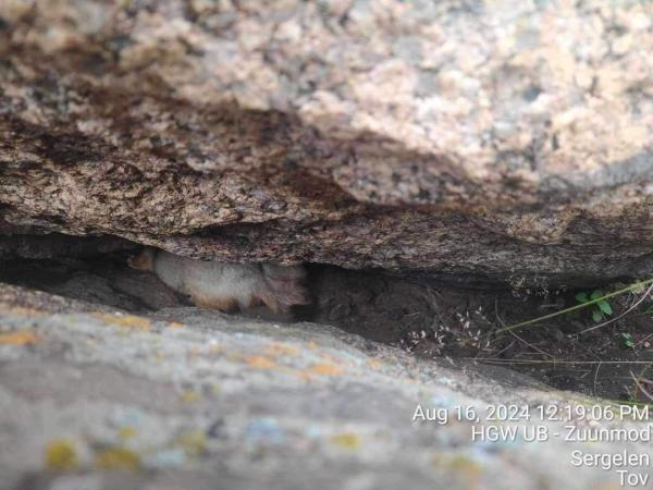 Дархан цаазат газарт ан хийгээд зугтсан зөрчлийг илрүүлжээ