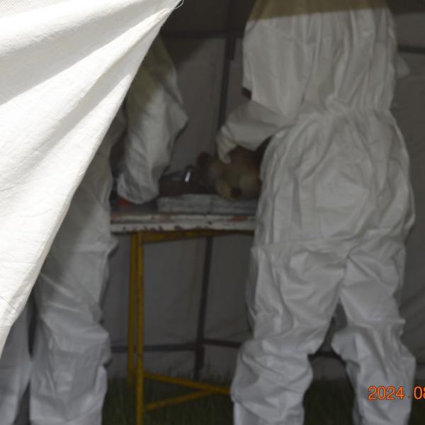 Завхан аймгийн Яруу сумын нутагт тарваган тахлын нян илэрчээ