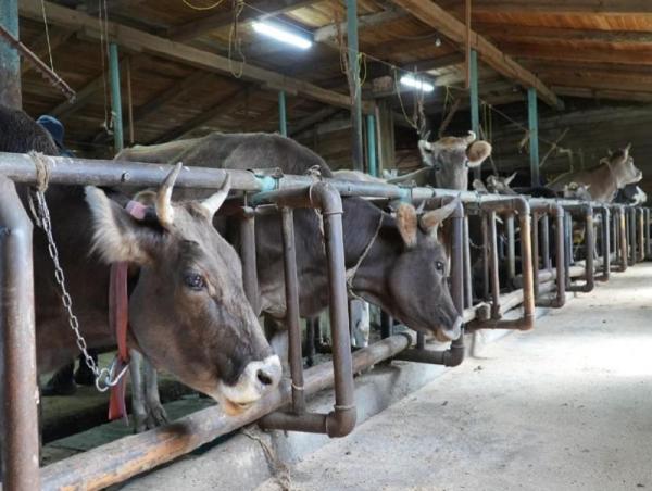 Сүүний фермүүдэд үхрийн үүлдэр угсааг тодорхой болгох чиглэл өгөв