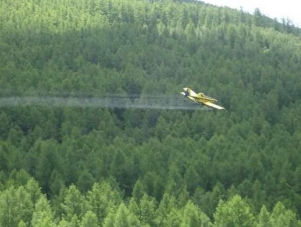 Нийслэлийн ногоон бүсэд намрын ойн хөнөөлт шавжийн тэмцлийн ажлыг үргэлжлүүлнэ