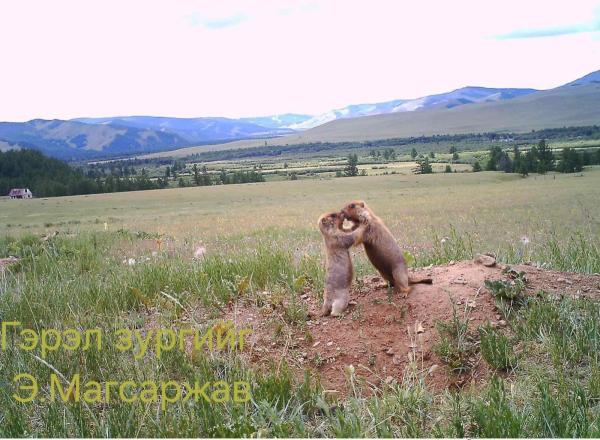 Хөвсгөл, Ховд аймгаас бусад аймгуудад тарвага агнуулахгүй