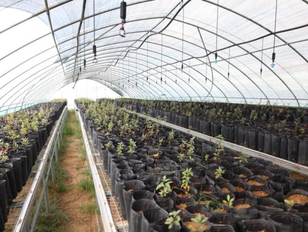 Өмнөговь аймаг 500 мянган модны тарьц, суулгац бэлтгэх мод үржүүлгийн газартай боллоо