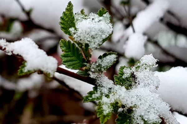 Нойтон цас орж, тариалангийн бүс нутгаар цочир хүйтэрч болзошгүйг анхааруулж байна