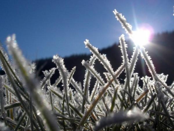 Тариа, ногоогоо хяруунд цохиулахаас хамгаалж, болзошгүй эрсдэлээс урьдчилан сэргийлэхийг зөвлөв