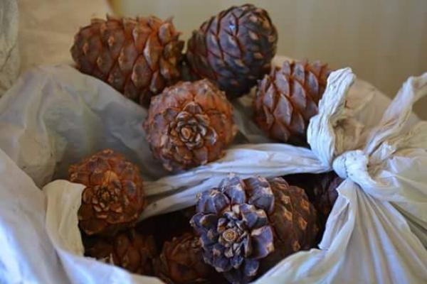 Болц гүйцээгүй үед самар түүхгүй байхыг анхааруулж байна