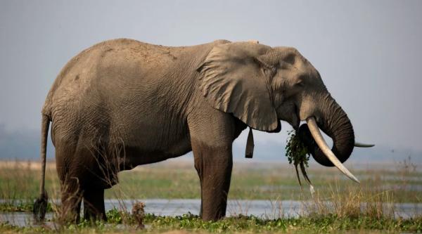 Өлсгөлөнд нэрвэгдсэн иргэдийг зааны махаар тэжээнэ