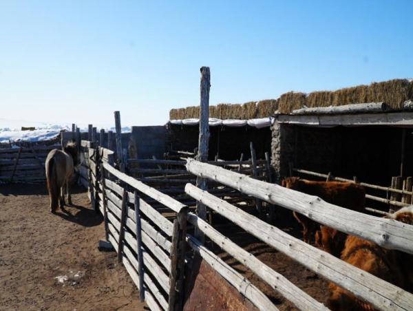 &ldquo;Малын өвөлжөө, хашаа, саравч барих стандарт&rdquo;-ын төсөл боловсруулж байна