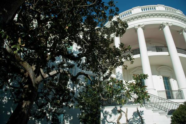​Трамп "Цагаан ордон"-д ургаж буй 200 жилийн настай модыг буулгана