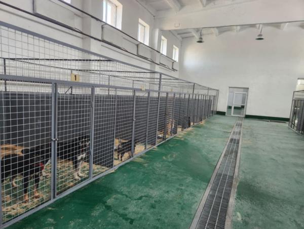 Эзэнгүй нохой, муур барих ажлыг бүсчилсэн байдлаар зохион байгуулан ажиллаж байна