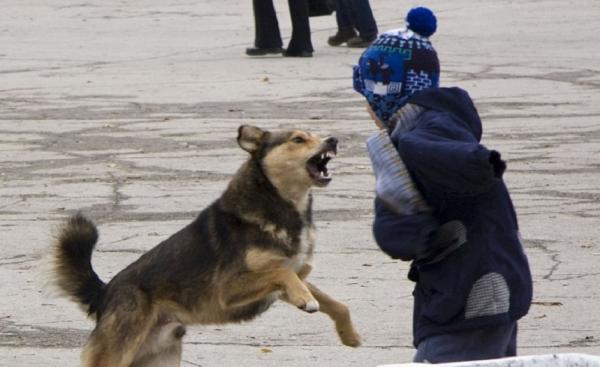 Бага насны хүүхэд нохойд хазуулж, гэмтжээ