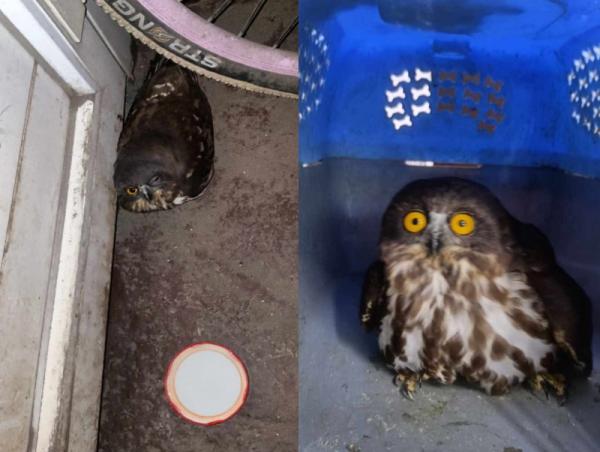 Наран ууль шувууг тэнхрүүлж, байгальд буцаан тавилаа