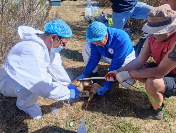 Зуслангийн бүсээс 100 тарвагыг шилжүүлэн нутагшуулжээ