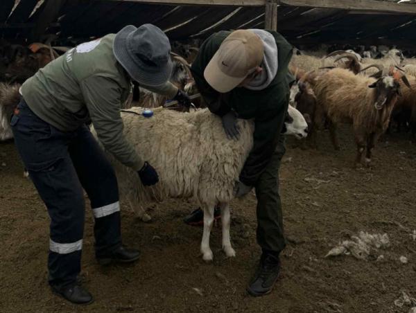 Сайнцагаан омгийн хонинд үзлэг ангилалтын ажил хийлээ