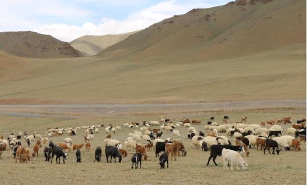 Нийт нутаг дэвсгэрийн 0.2 хувь нь гантай байна