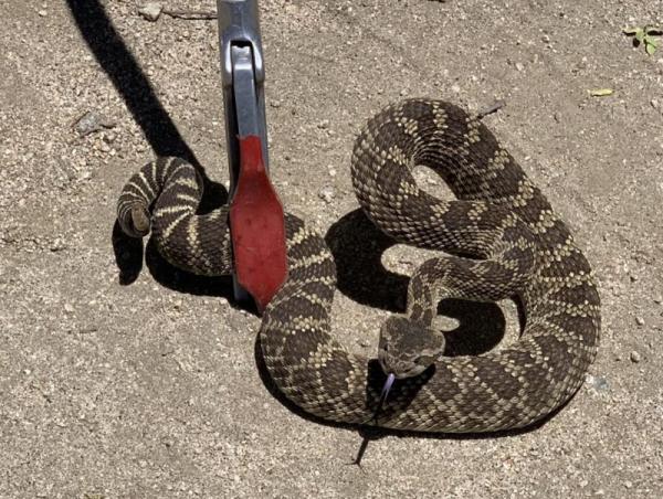 Суурьшлын бүсэд могойд хатгуулахаас урьдчилан сэргийлнэ үү