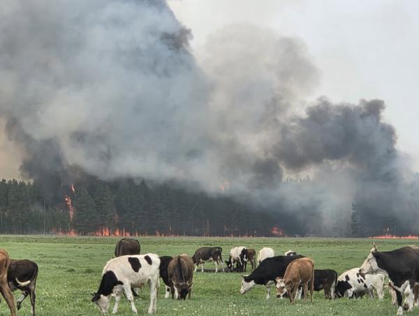 Түймрийн голомтыг унтраахад цаг агаарт зориудаар нөлөөлж дэмжлэг үзүүлэхээр ажиллаж байна