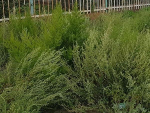 Улаанбаатар хот орчимд лууль, шарилж төрлийн ургамал энэ сарын 8-15-ны өдрүүдэд цэцэглэж, цэцгийн тоосоо гөвөх төлөвтэй байна