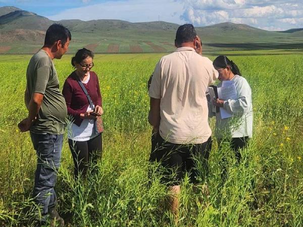 Хуурай гантай нөхцөлд рапсын талбайд эрвээхэйн тархалт өндөр байна