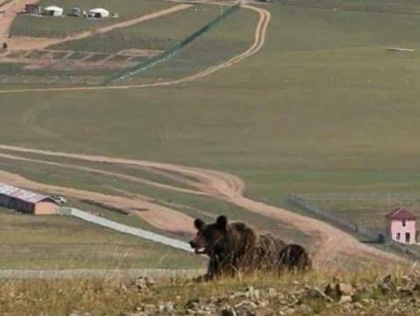 Дархан-Уул аймгийн Хонгор сумын нутаг баавгай үзэгджээ