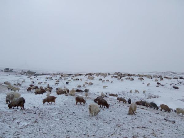 Отрын бүс нутагт 653 мянган толгой мал өвөлжинө