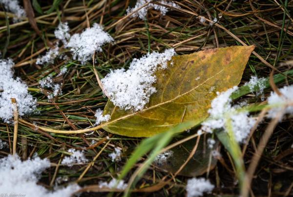 Өнөөдөр шөнө Монгол-Алтайн уулархаг нутгаар нойтон цас орно