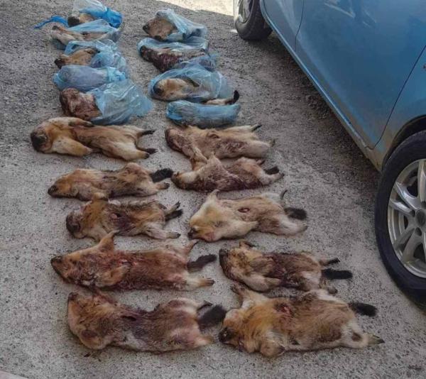 Хяналт шалгалтаар тарвага тээвэрлэн явсан 46 зөрчил илрүүлжээ