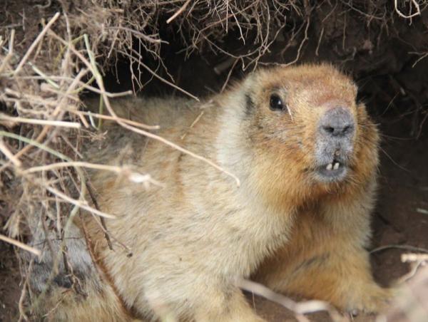 СЭРЭМЖЛҮҮЛЭГ: Хөвсгөл аймгийн Цагаан Уул суманд тарваган тахлаар хүн өвчилжээ